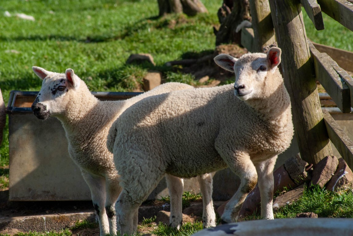 Two lambs in a Field